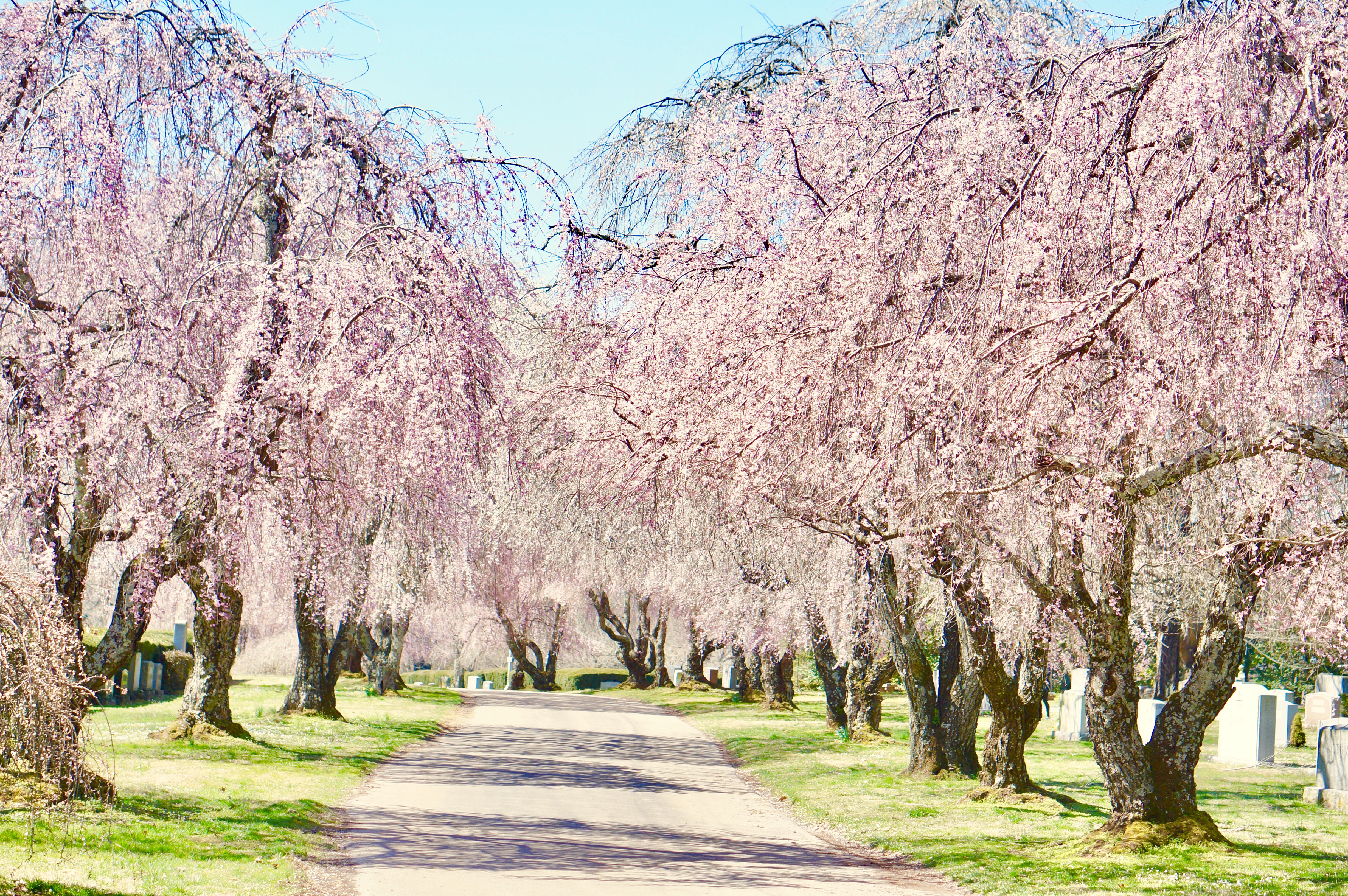 Cherry blossom lined street